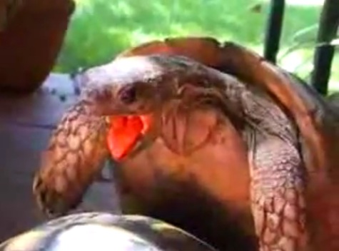 turtle-orgasm